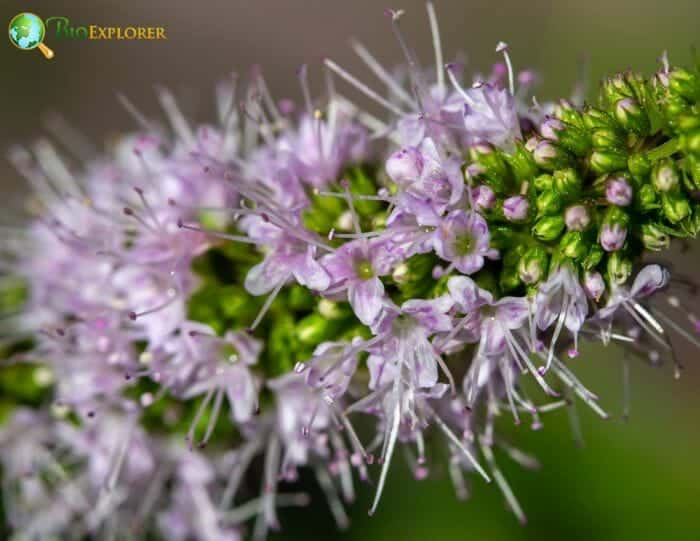 Mentha × Piperita