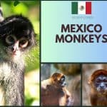 Mexico Monkeys