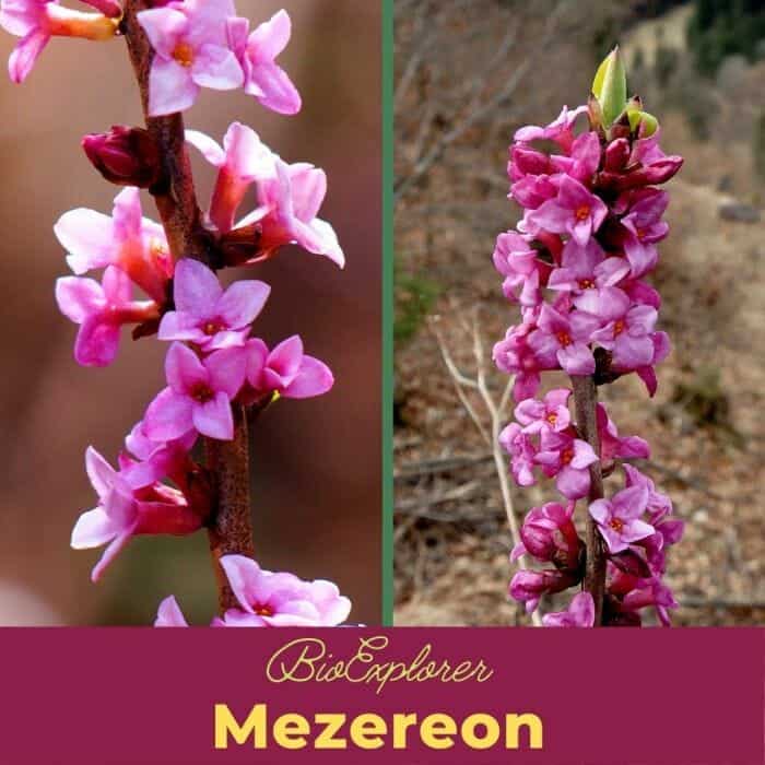 Mezereon