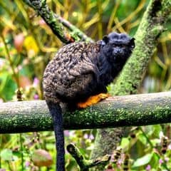 Midas Tamarin