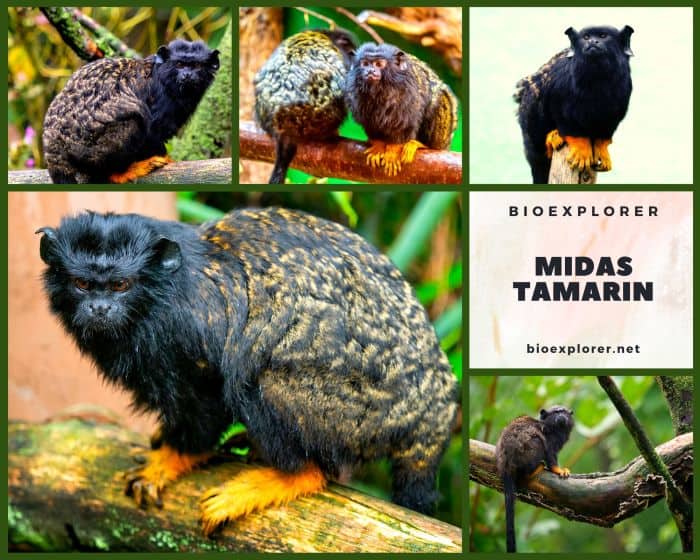 Midas Tamarin