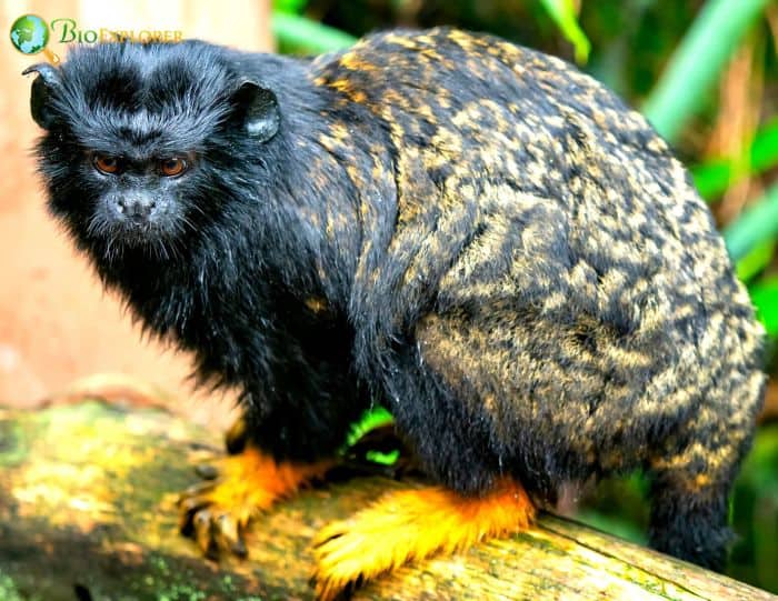 Midas Tamarin