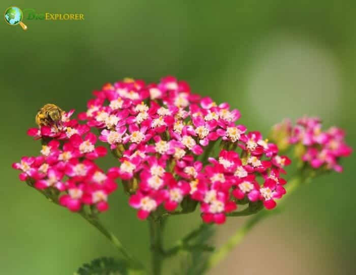 Milfoil Flowers