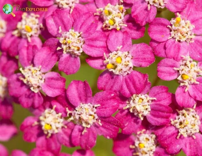 Milfoil Flowers