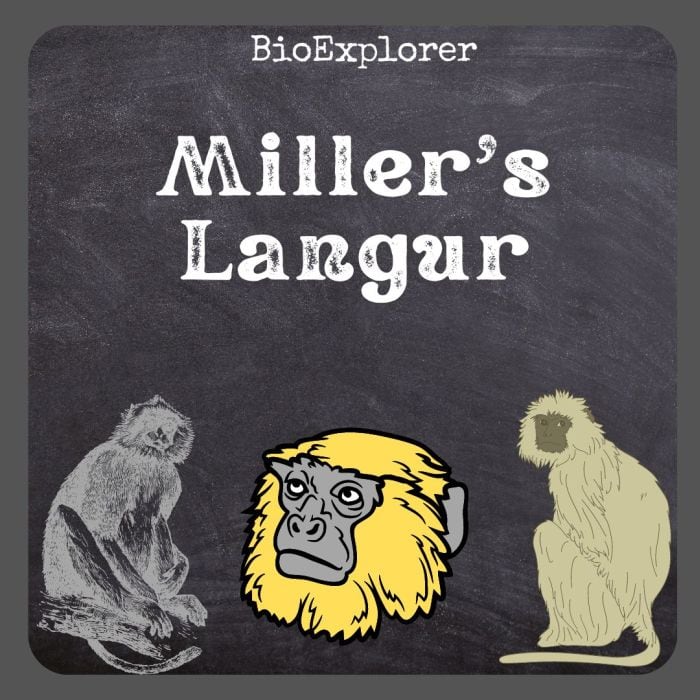 Miller's Langur