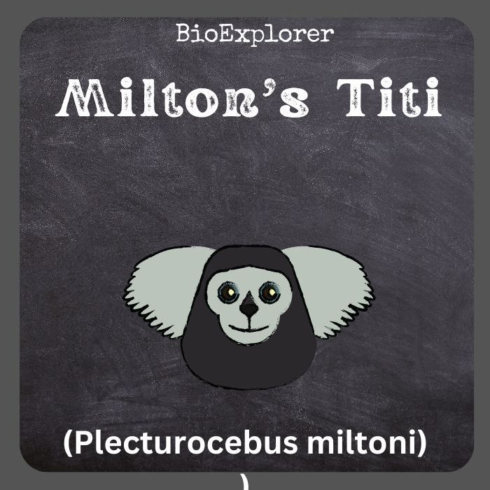 Milton's Titi