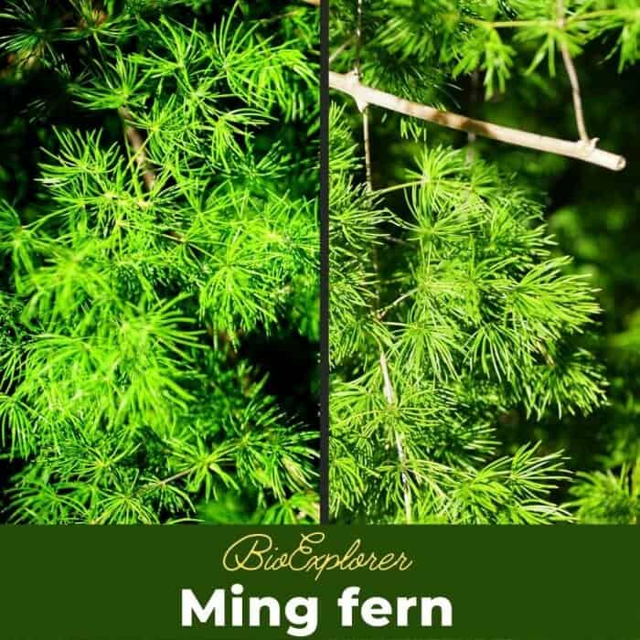 Ming Fern