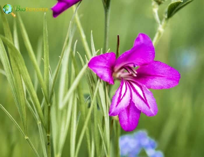 Miniature Gladiolus