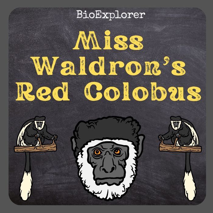 Miss Waldron's Red Colobus