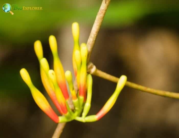 Mistletoe Flowers