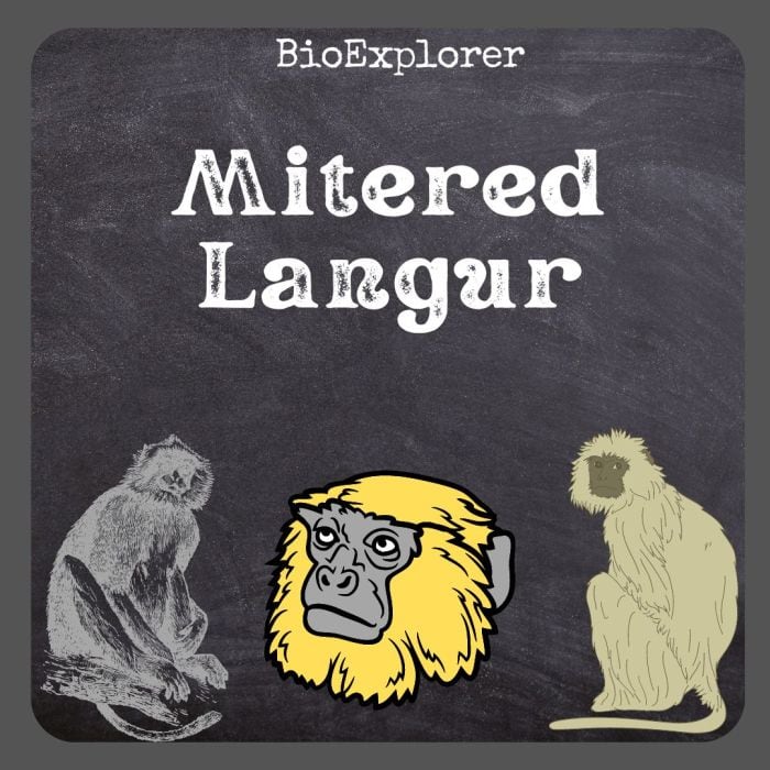 Mitered Langur