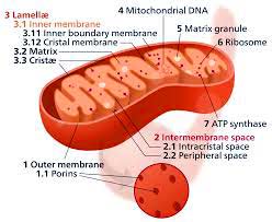 Mitochondrion