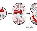 Mitosis Overview