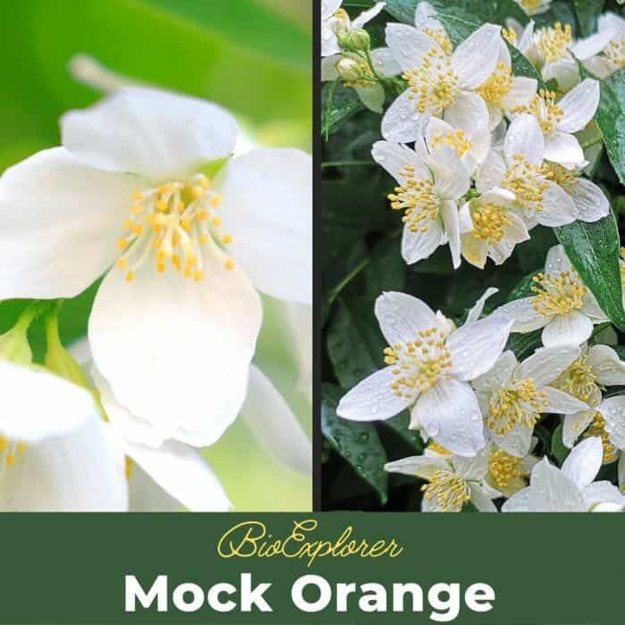 Mock Orange