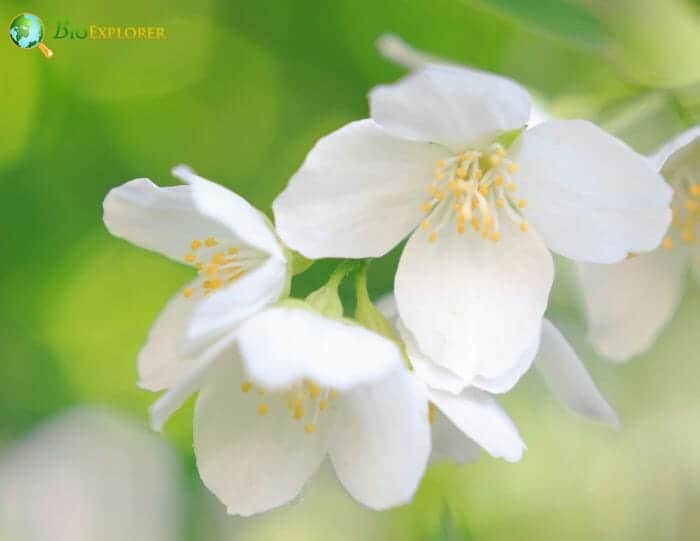 Mock Orange