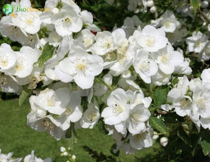 Mock Orange Flowering Plant