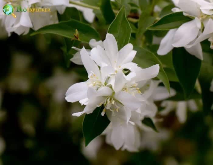 Mock Orange Flowers