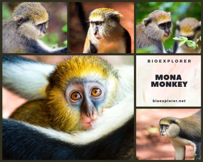 Mona Monkey