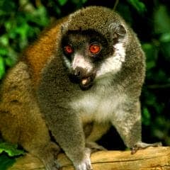 Mongoose Lemur