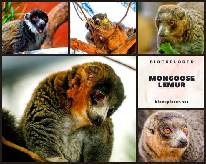 Mongoose Lemur