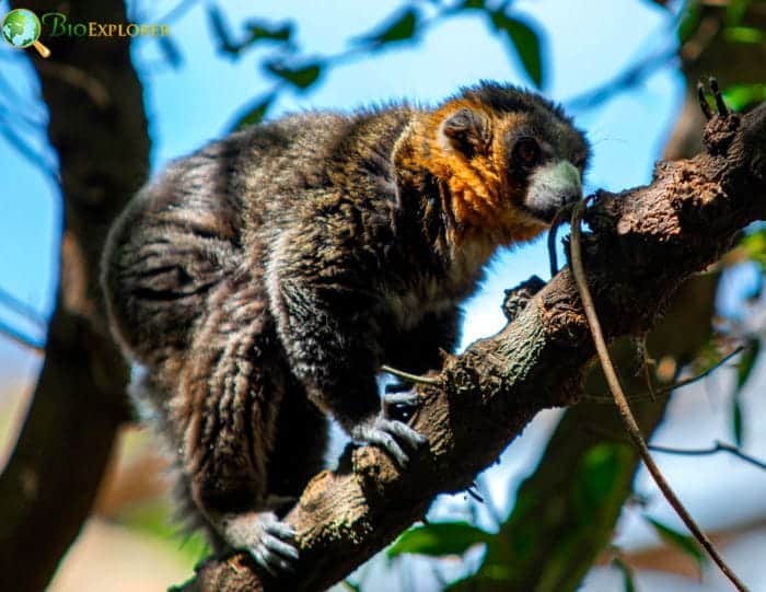 Mongoose Lemur In Madagascar