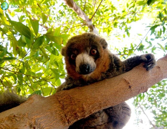 Mongoose Lemur On Tree Branch