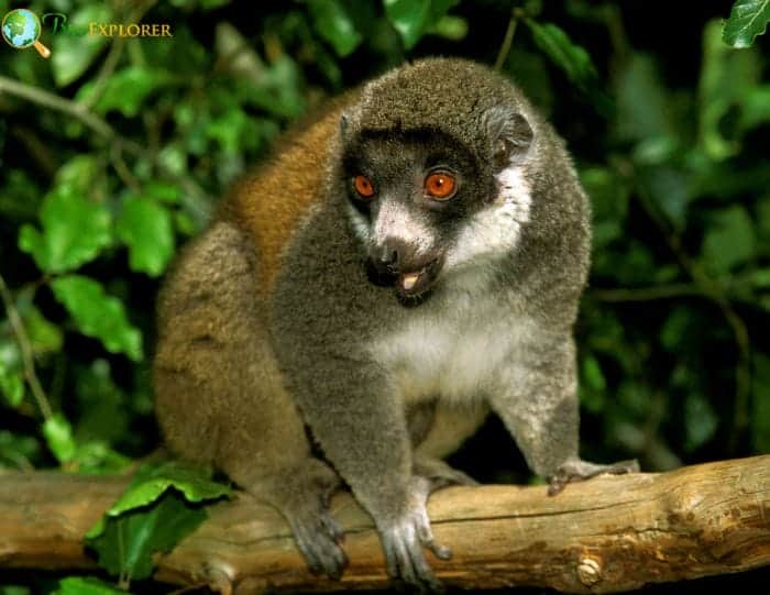 Mongoose Lemur On Tree