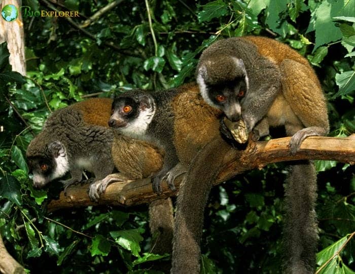 Mongoose Lemurs