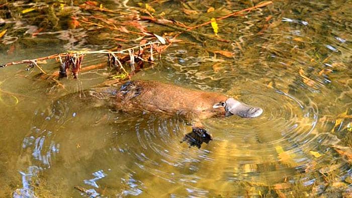 Monotremes Mammal (Platypus)