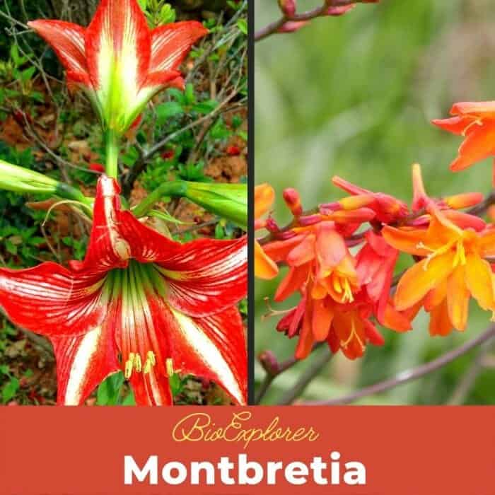 Montbretia