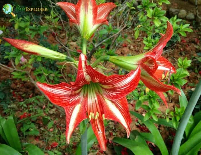 Montbretia