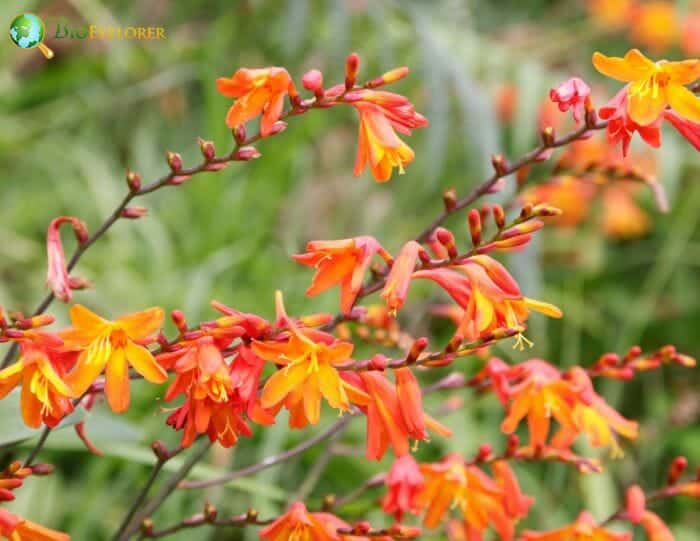 Montbretia Flowers