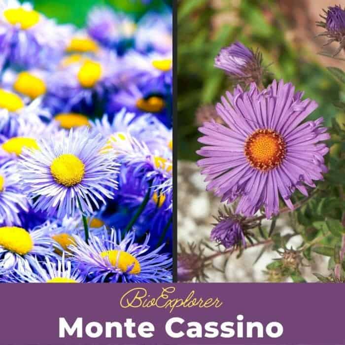 Monte Cassino