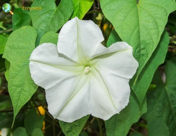 Moonflower