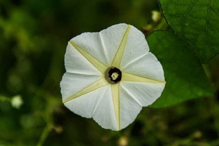 Moonvine Flowers