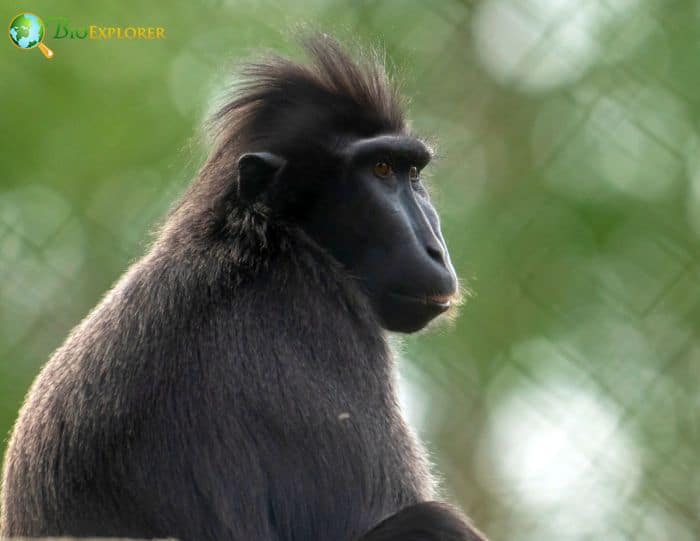 Moor Macaque 