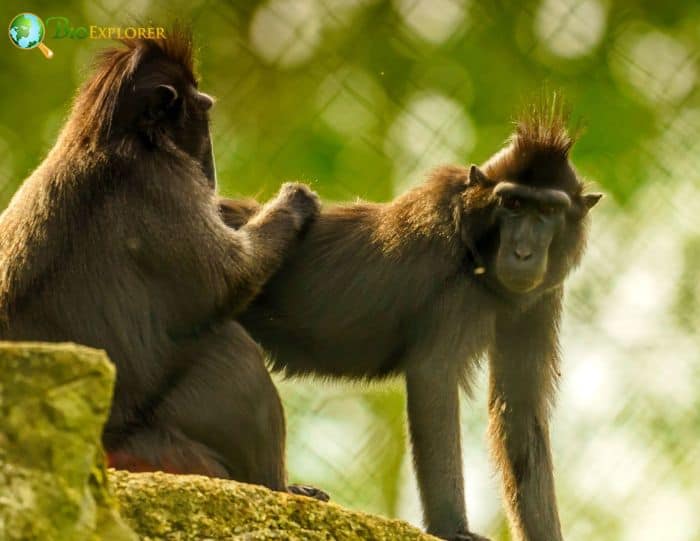 Moor Macaques