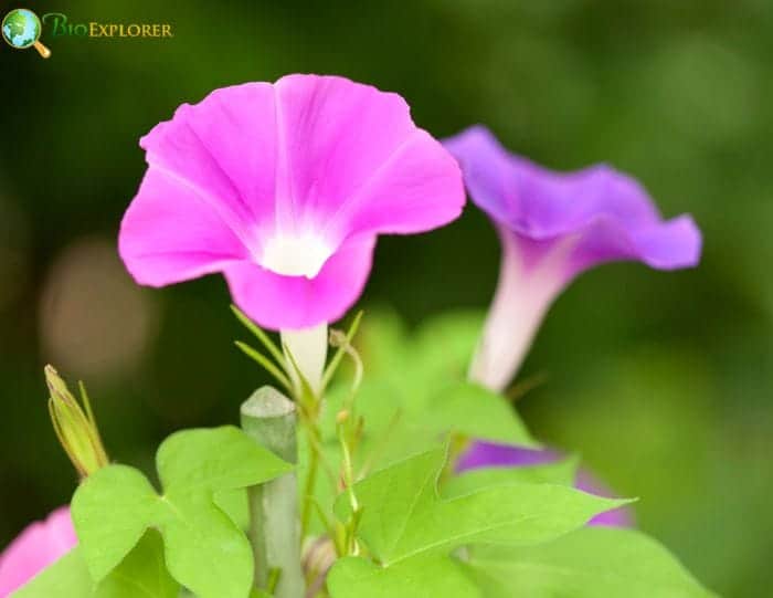 Morning Glory Growing Season Planting Care