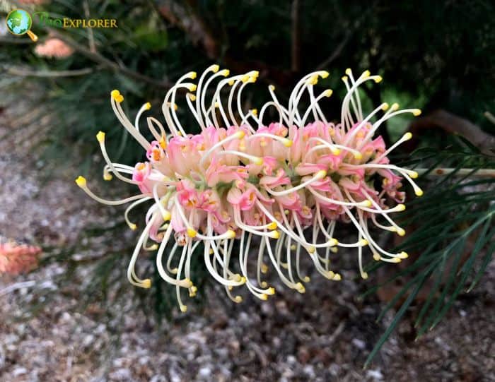 Mount Finke Grevillea 