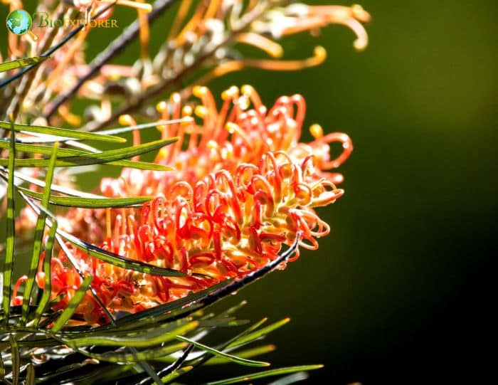 Mount Finke Grevillea