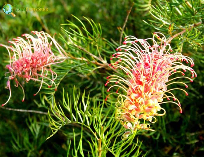 Mount Finke Grevillea