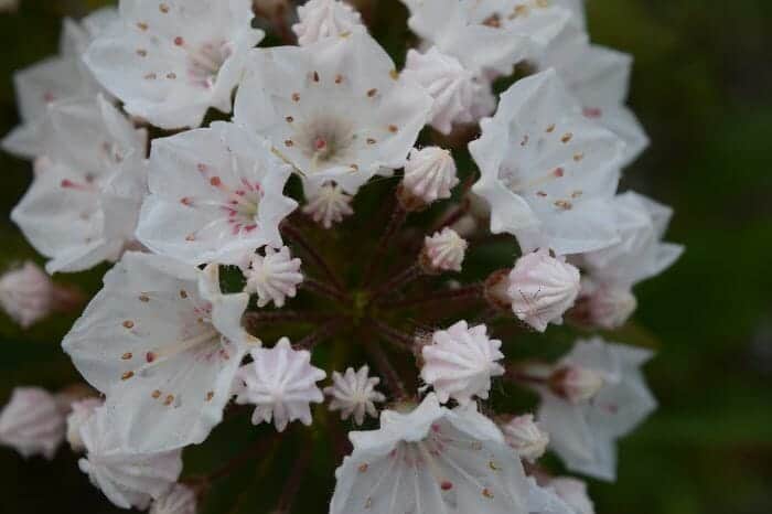 Mountain Laurel