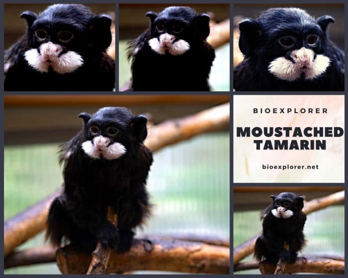 Moustached Tamarin