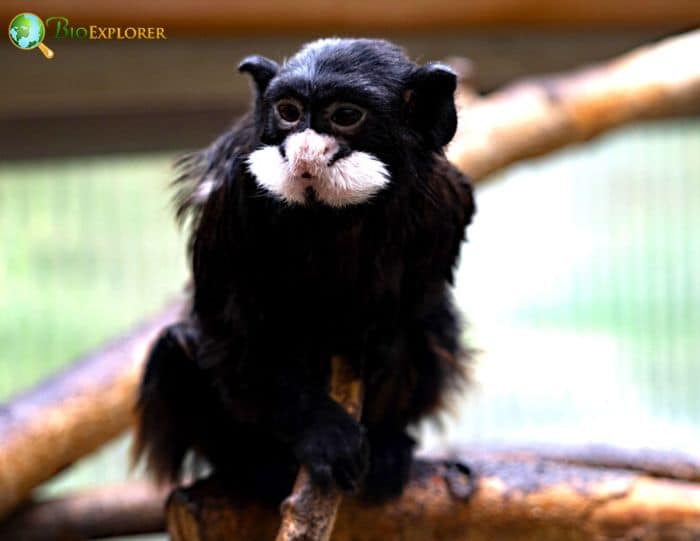 Moustached Tamarin