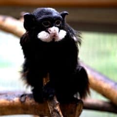 black-chested mustached tamarin