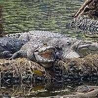 Mugger crocodile