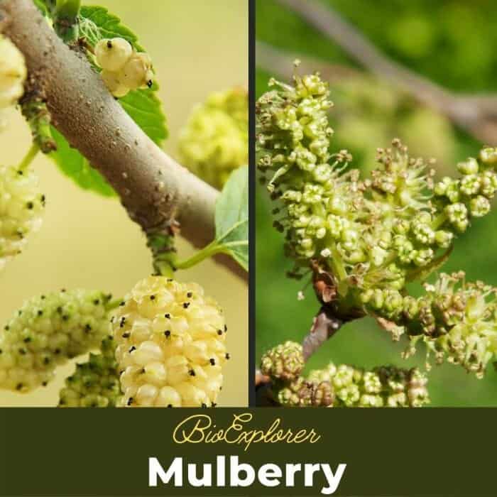 Mulberry