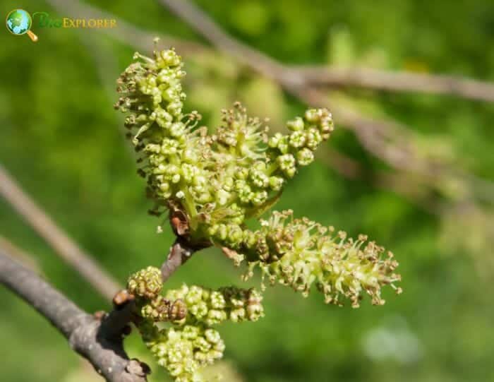 Mulberry Flowers