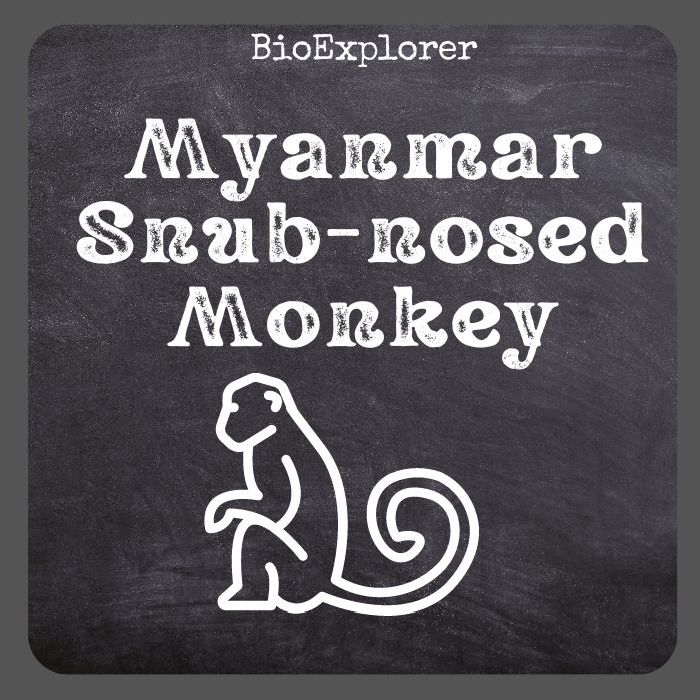 Myanmar Snub-nosed Monkey