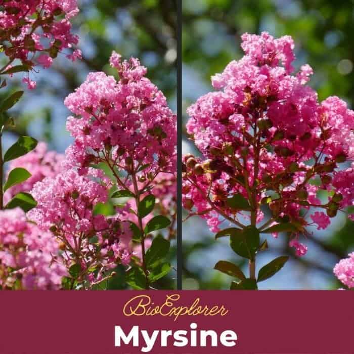 Myrsine